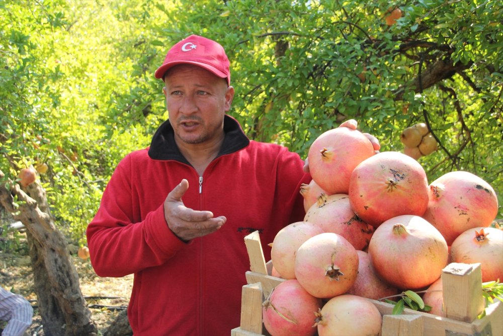 Silifke'de Keben Narı Hasadı Başladı