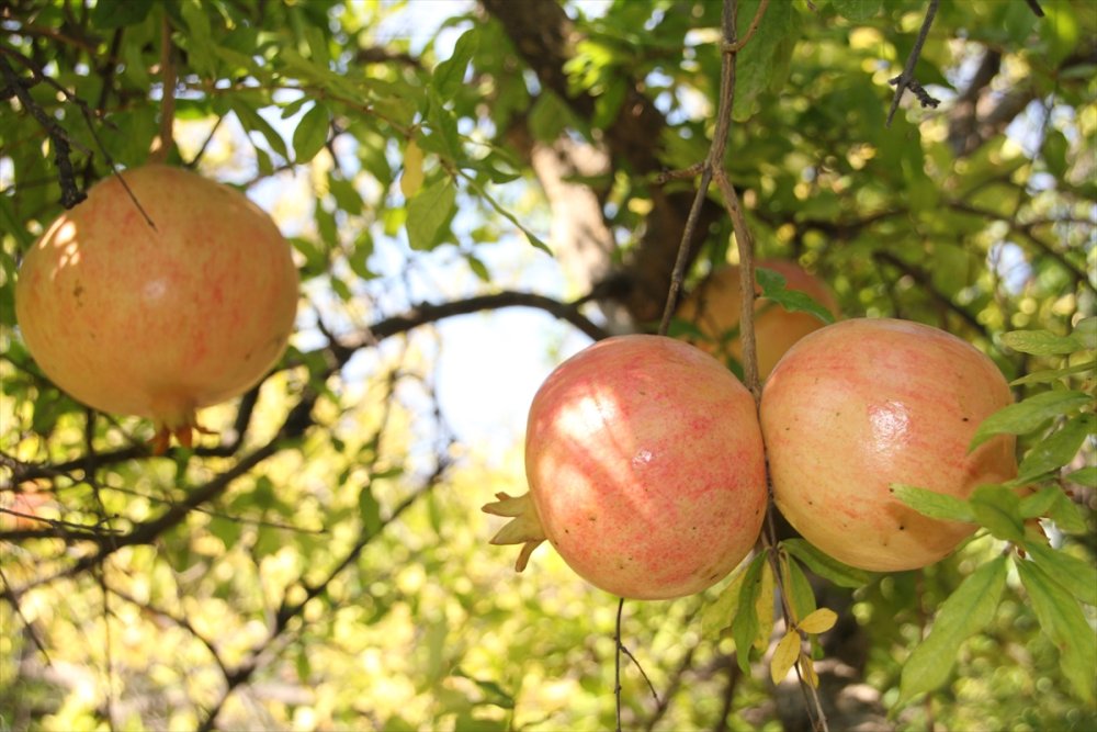 Silifke'de Keben Narı Hasadı Başladı
