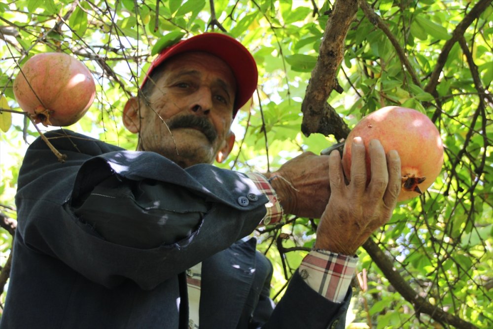 Silifke'de Keben Narı Hasadı Başladı