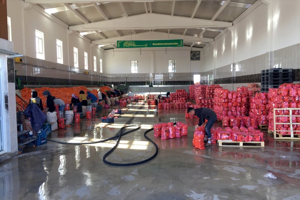 Konya'da Havuç Üretimi Yüz Güldürdü