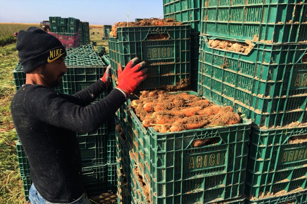 Konya'da Havuç Üretimi Yüz Güldürdü