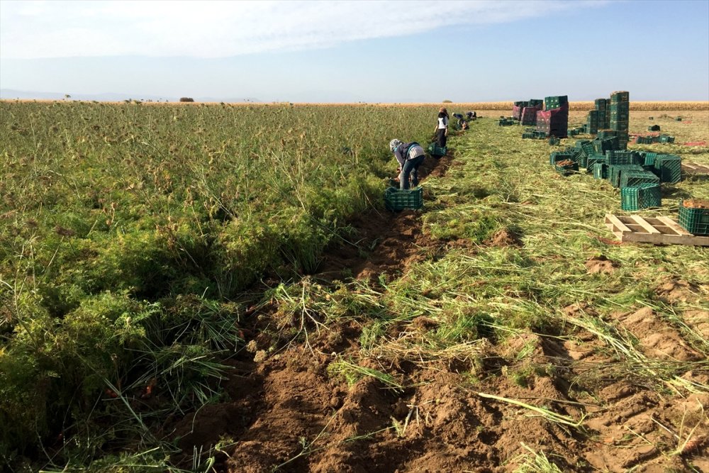 Konya'da Havuç Üretimi Yüz Güldürdü