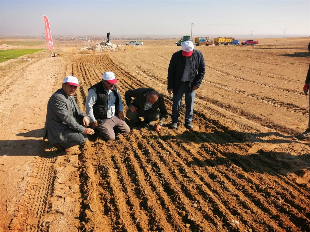 Ereğli'de Sertifikalı Organik Tohum Üretimi Başladı