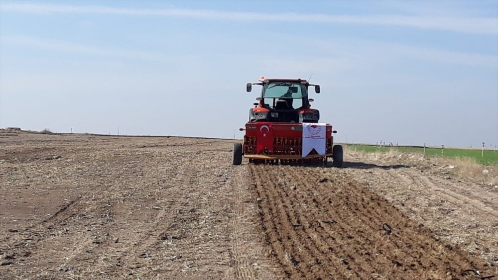 Ereğli'de Sertifikalı Organik Tohum Üretimi Başladı