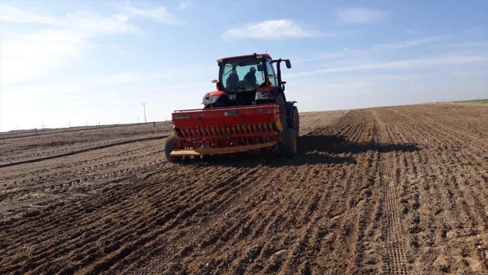 Ereğli'de Sertifikalı Organik Tohum Üretimi Başladı