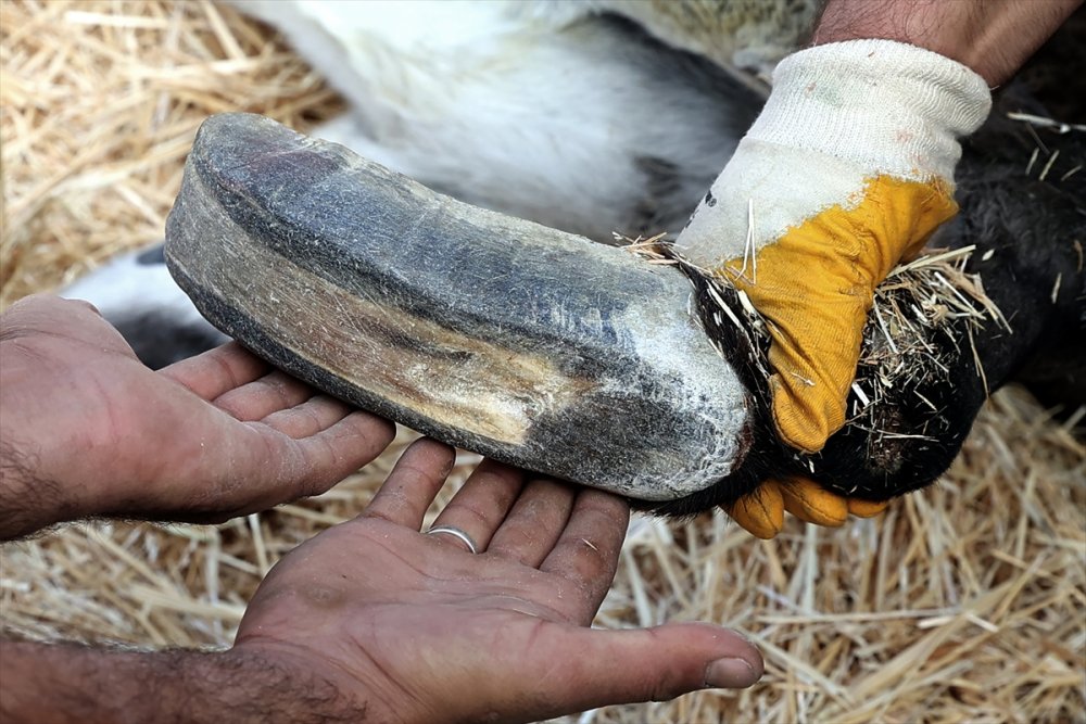 Uzayan Tırnakları Nedeniyle Ayakta Duramayan Eşeğe Belediye Sahip Çıktı