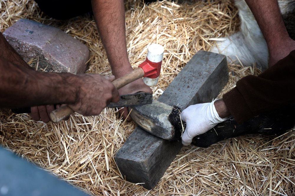 Uzayan Tırnakları Nedeniyle Ayakta Duramayan Eşeğe Belediye Sahip Çıktı
