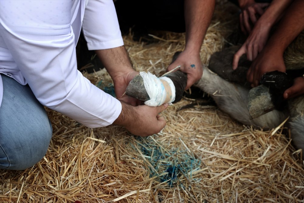 Uzayan Tırnakları Nedeniyle Ayakta Duramayan Eşeğe Belediye Sahip Çıktı