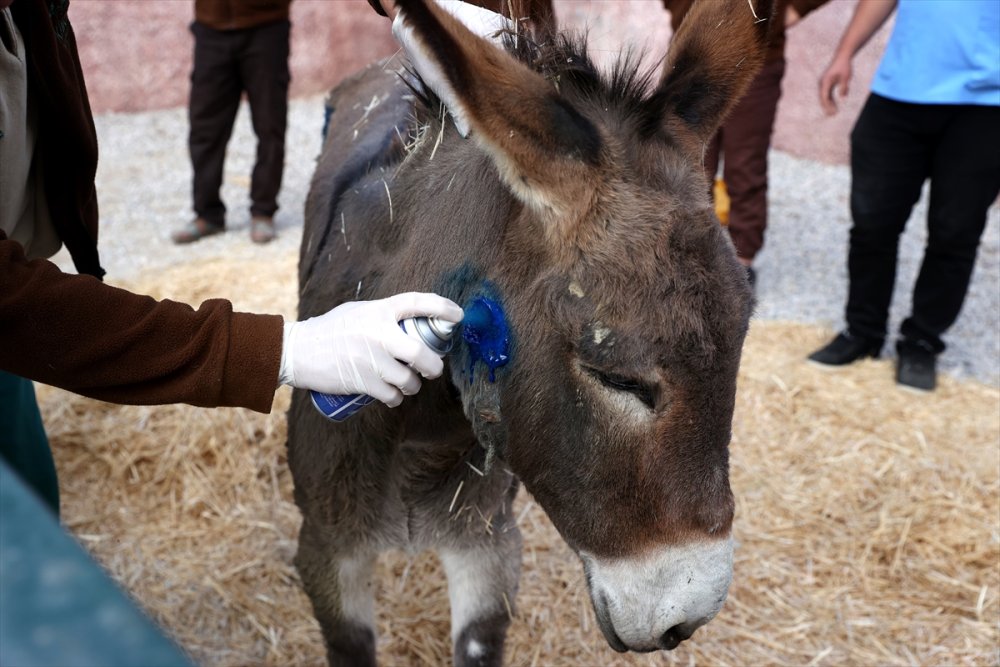 Uzayan Tırnakları Nedeniyle Ayakta Duramayan Eşeğe Belediye Sahip Çıktı