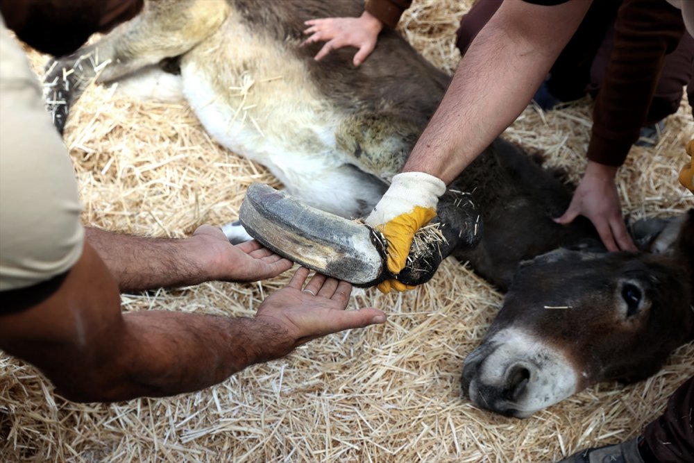 Uzayan Tırnakları Nedeniyle Ayakta Duramayan Eşeğe Belediye Sahip Çıktı