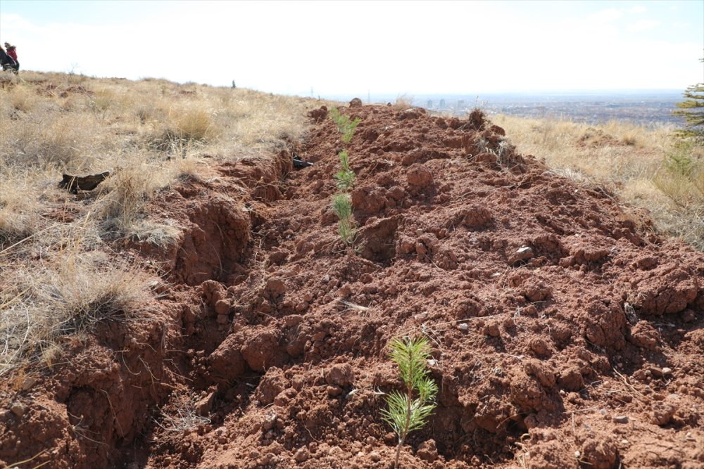 Aksaray'da 5 Bin Fidan İçin Can Suyu Verildi