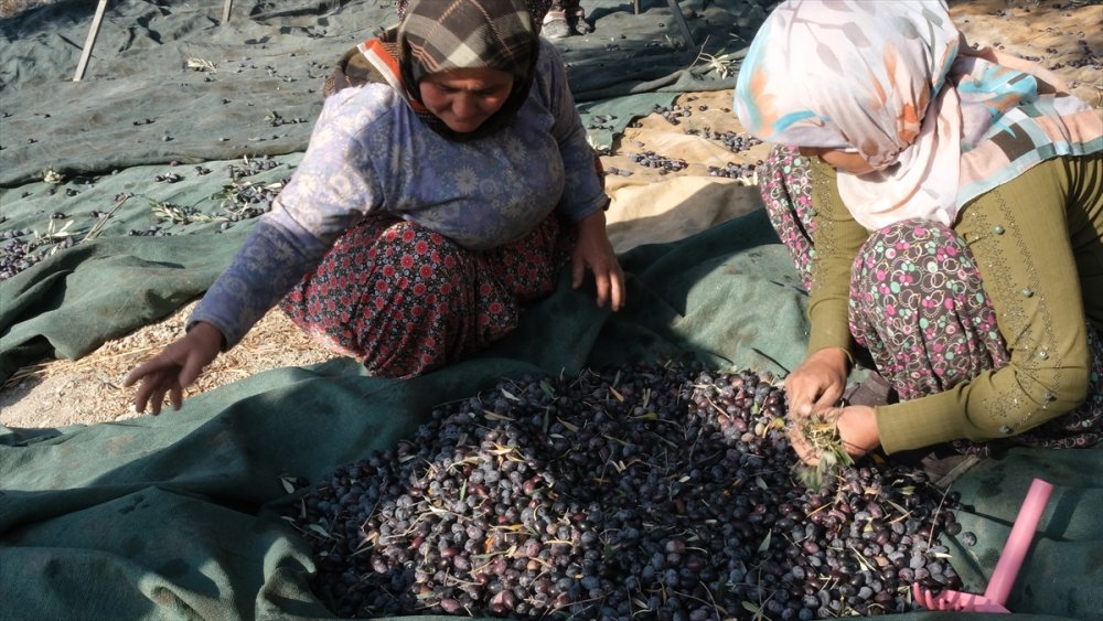 Mut'ta Zeytin Hasadı Telaşı Sürüyor