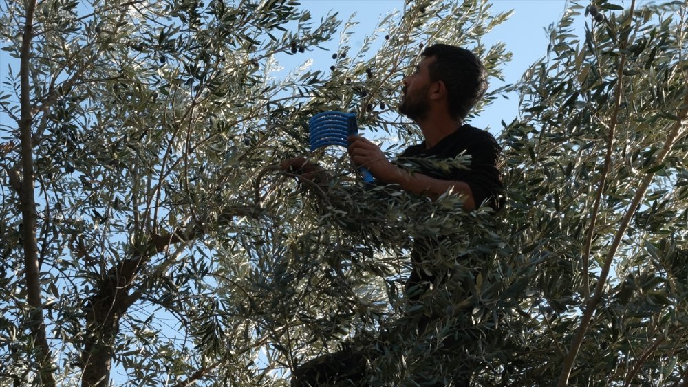 Mut'ta Zeytin Hasadı Telaşı Sürüyor