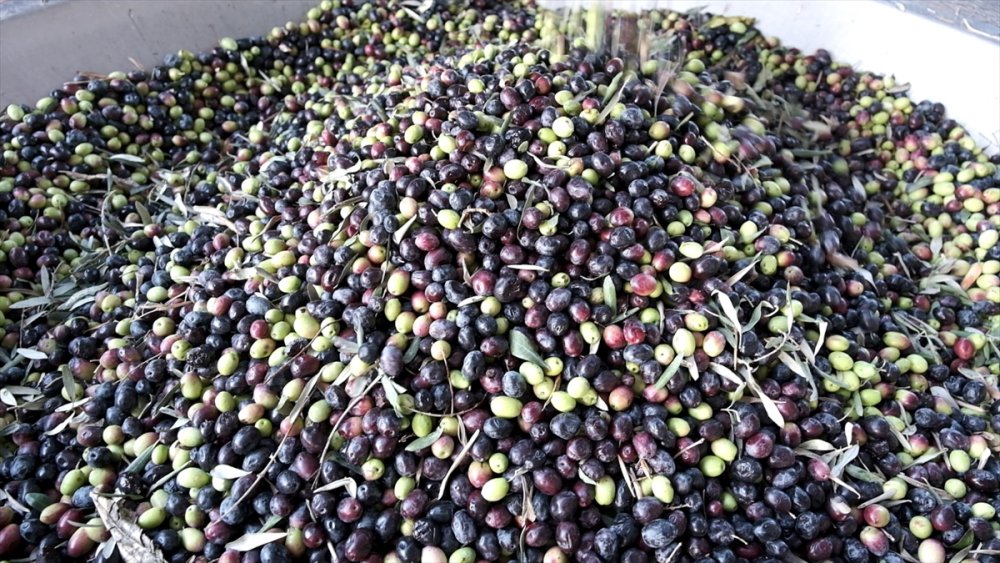 Mut'ta Zeytin Hasadı Telaşı Sürüyor