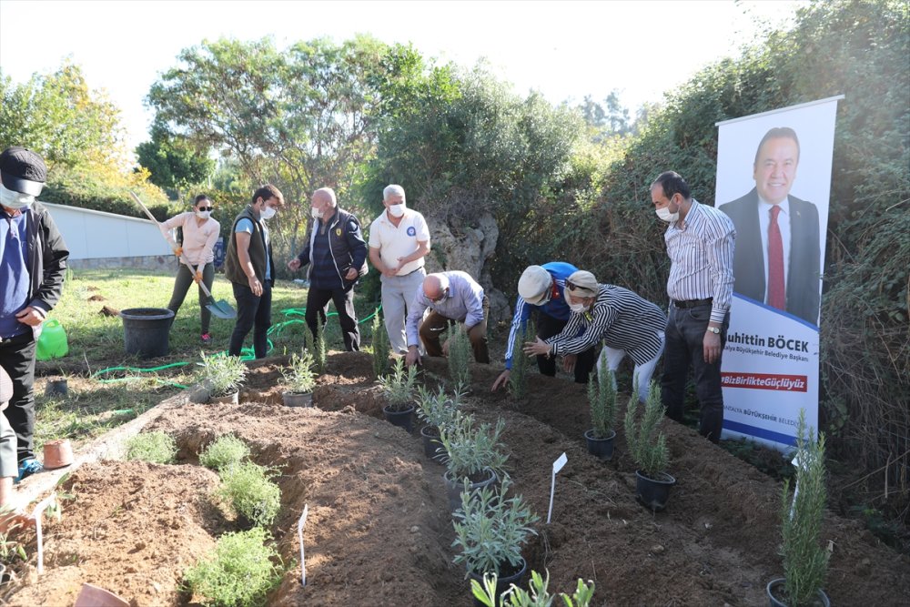 Antalya'da Alzaymır Hastaları İçin Aromatik Bitki Bahçesi Oluşturuldu