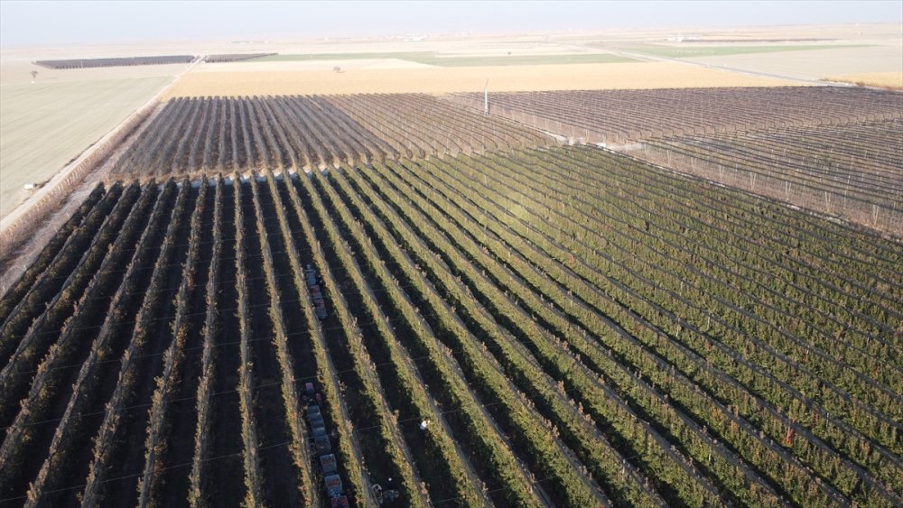 Karaman'dan 20 Ülkeye 100 Bin Tonun Üzerinde Elma İhracatı