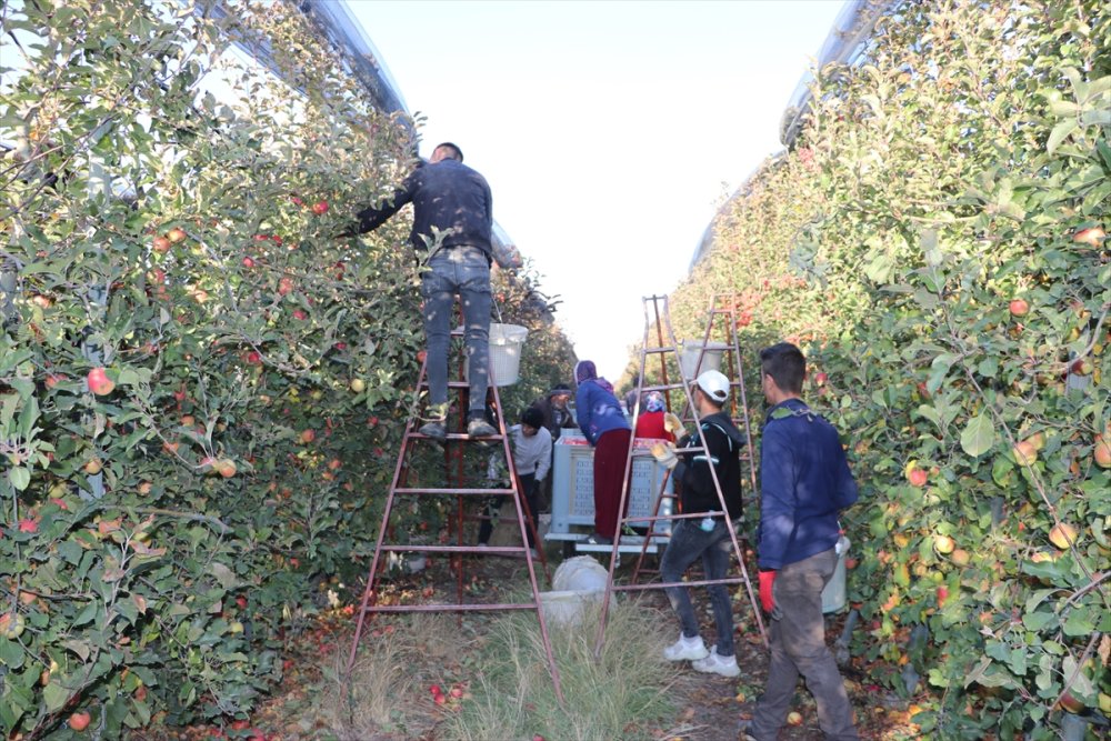Karaman'dan 20 Ülkeye 100 Bin Tonun Üzerinde Elma İhracatı