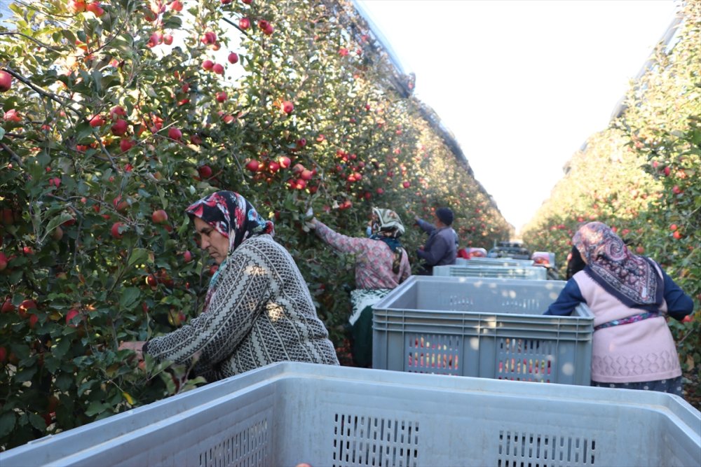Karaman'dan 20 Ülkeye 100 Bin Tonun Üzerinde Elma İhracatı