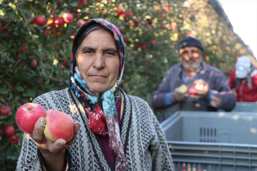 Karaman'dan 20 Ülkeye 100 Bin Tonun Üzerinde Elma İhracatı