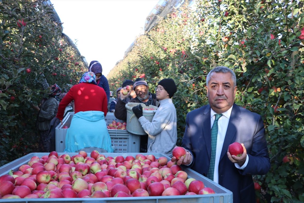 Karaman'dan 20 Ülkeye 100 Bin Tonun Üzerinde Elma İhracatı