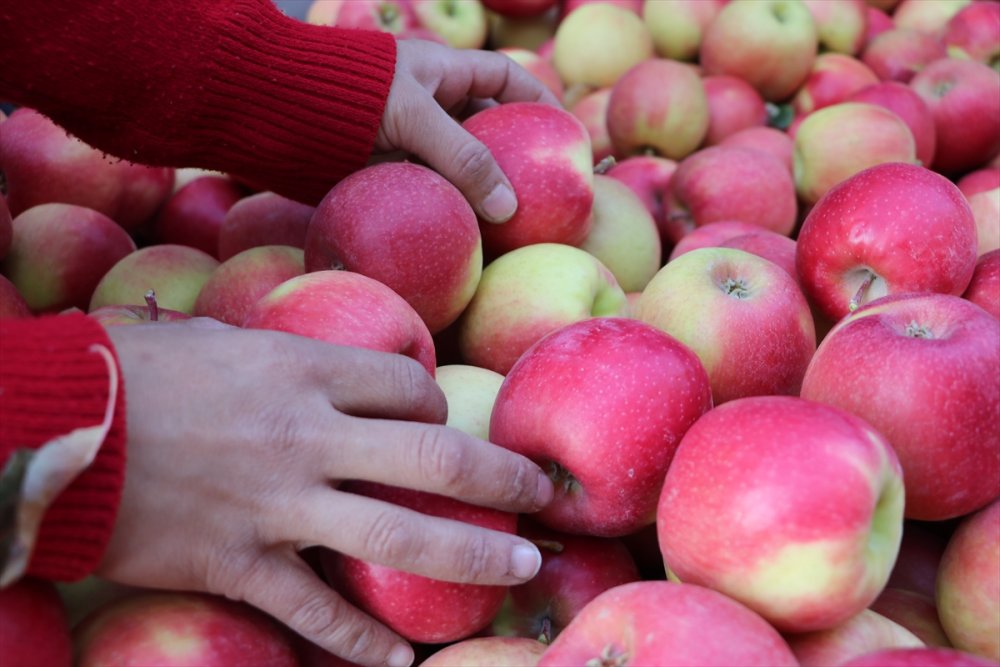 Karaman'dan 20 Ülkeye 100 Bin Tonun Üzerinde Elma İhracatı