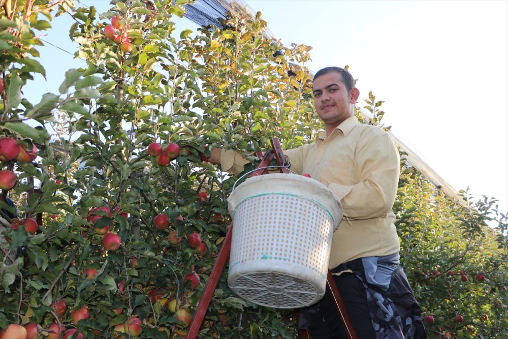 Karaman'dan 20 Ülkeye 100 Bin Tonun Üzerinde Elma İhracatı