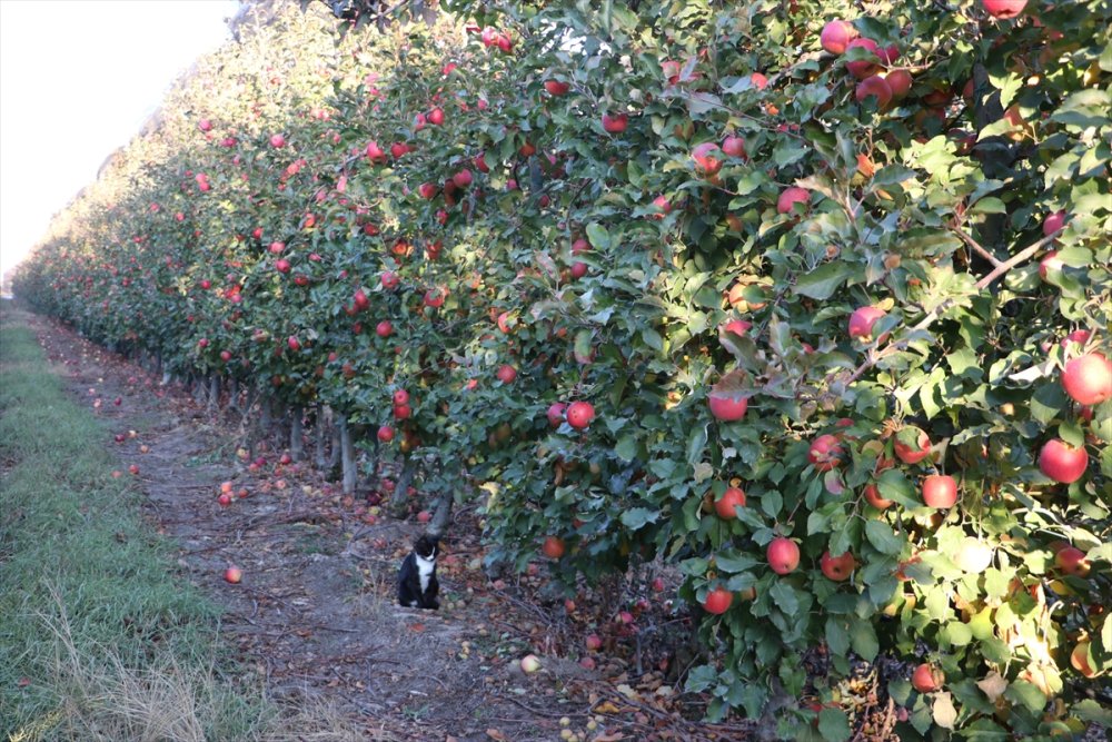 Karaman'dan 20 Ülkeye 100 Bin Tonun Üzerinde Elma İhracatı