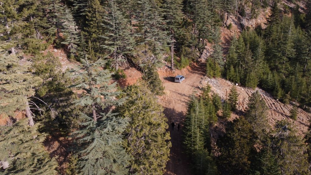 Toroslardan Japonya'ya Mantar İhracatı