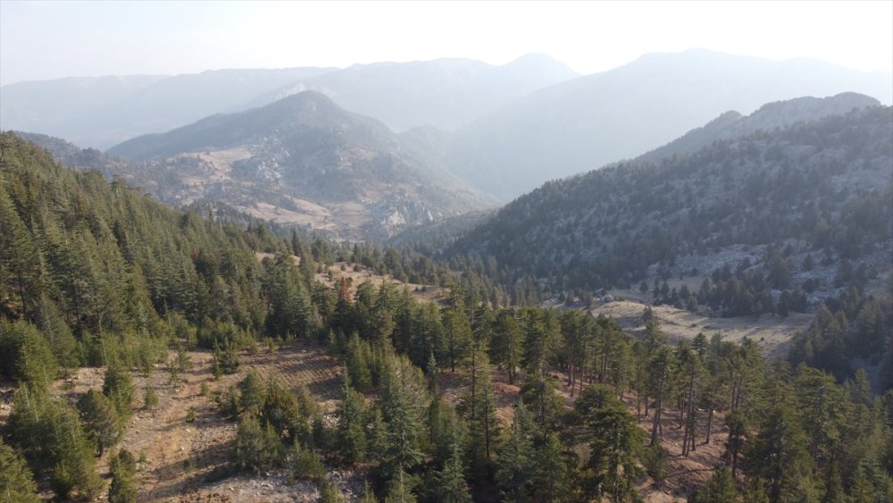 Toroslardan Japonya'ya Mantar İhracatı