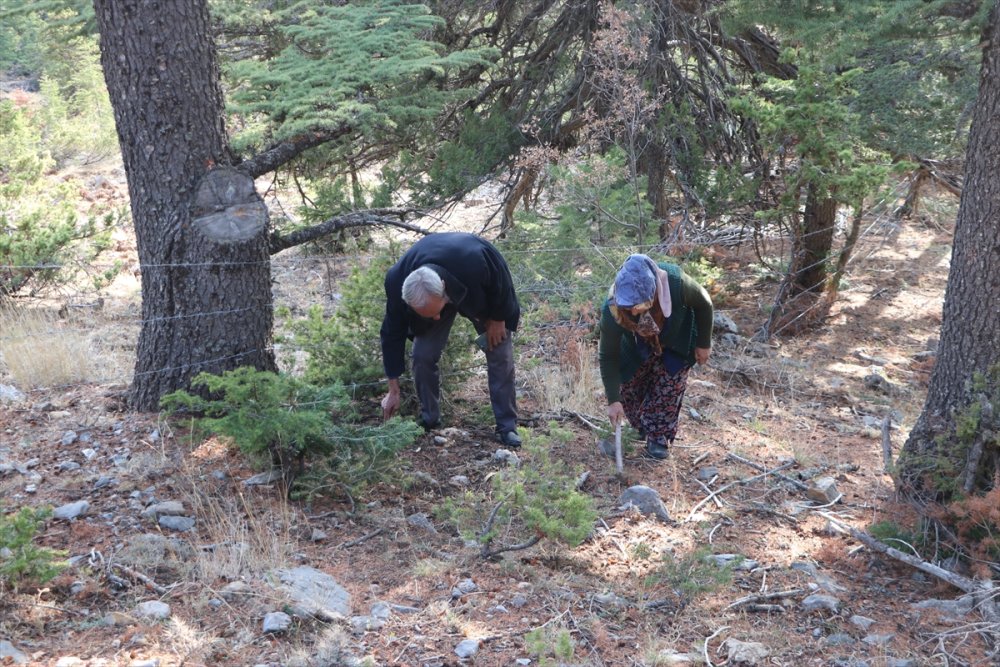 Toroslardan Japonya'ya Mantar İhracatı