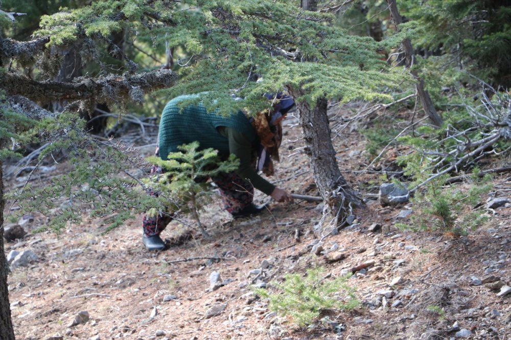 Toroslardan Japonya'ya Mantar İhracatı
