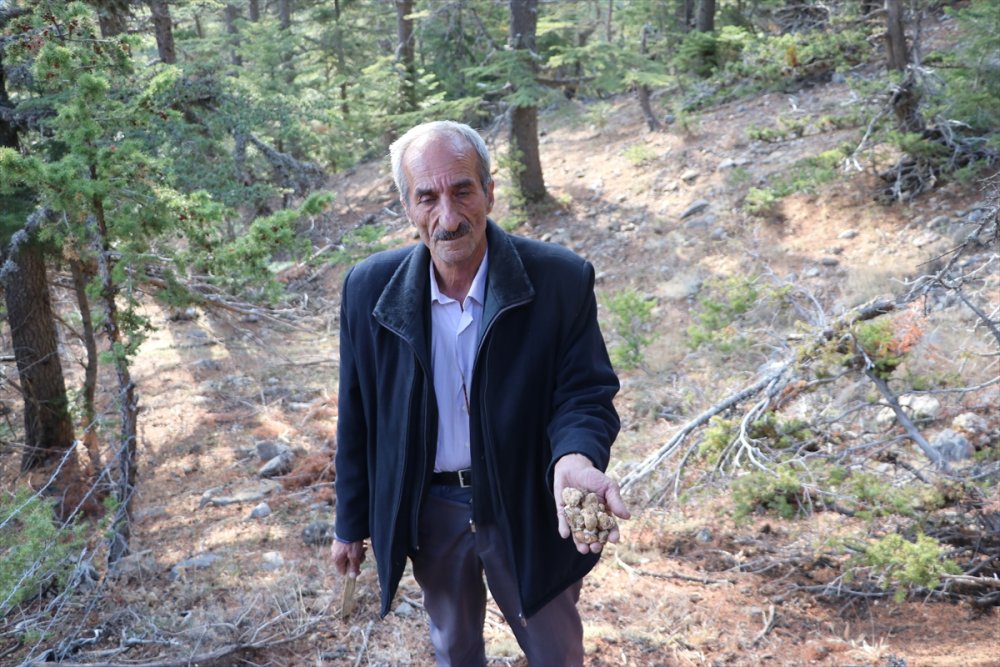 Toroslardan Japonya'ya Mantar İhracatı