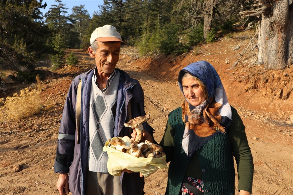 Toroslardan Japonya'ya Mantar İhracatı