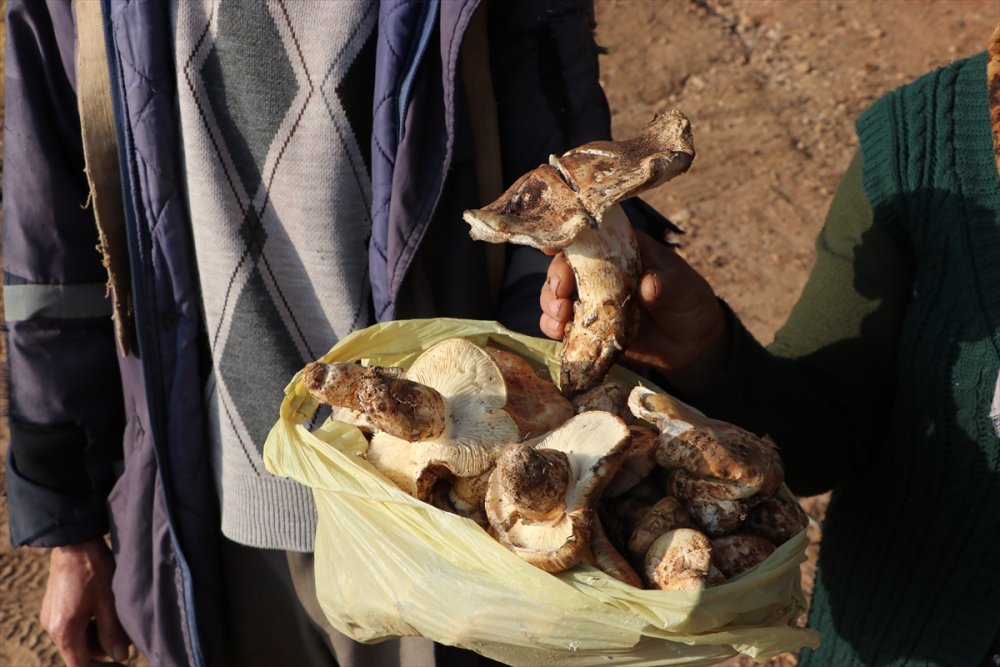Toroslardan Japonya'ya Mantar İhracatı