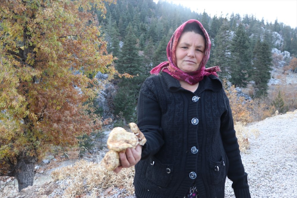 Toroslardan Japonya'ya Mantar İhracatı