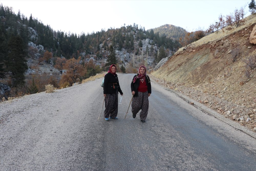 Toroslardan Japonya'ya Mantar İhracatı