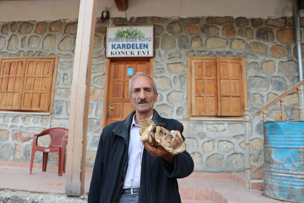 Toroslardan Japonya'ya Mantar İhracatı