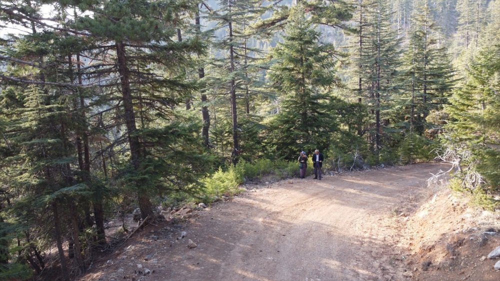 Toroslardan Japonya'ya Mantar İhracatı