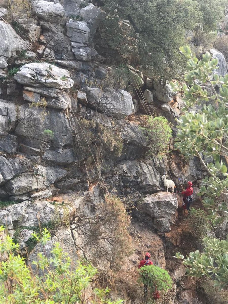 Kaş'ta Mahsur Kalan Keçilere Kurtarma Operasyonu
