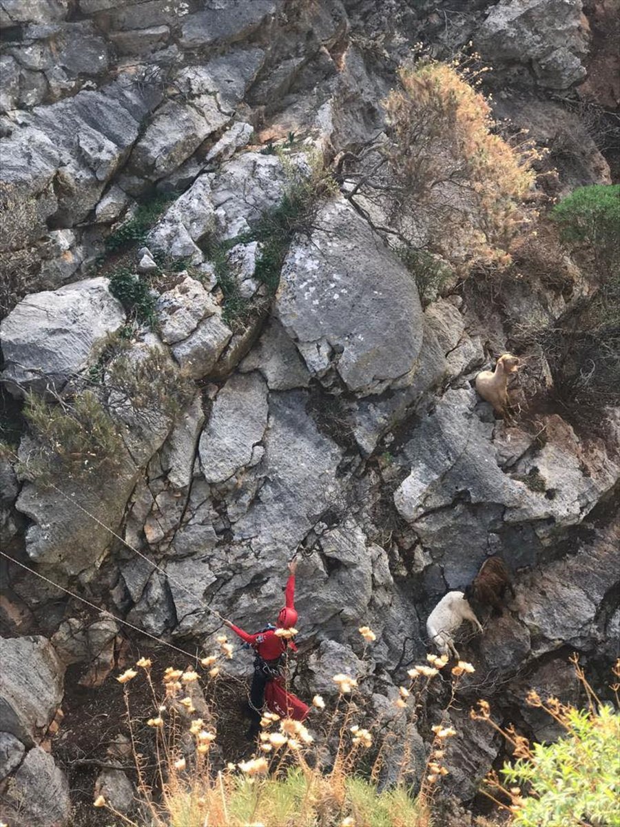 Kaş'ta Mahsur Kalan Keçilere Kurtarma Operasyonu