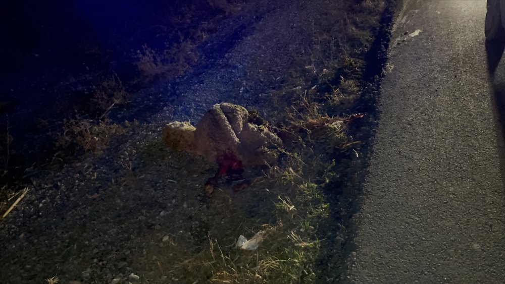 Aksaray'da Otomobilin Çarptığı 4 Koyun Telef Oldu