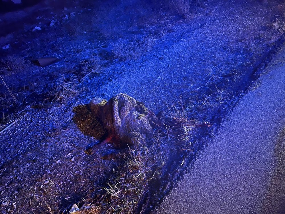 Aksaray'da Otomobilin Çarptığı 4 Koyun Telef Oldu