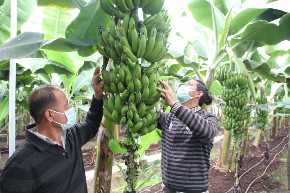 Mersin'de "Alata Azmanı" Cinsi Muzun Hasadı Yapıldı