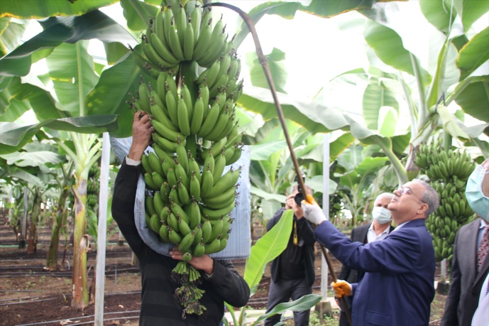 Mersin'de "Alata Azmanı" Cinsi Muzun Hasadı Yapıldı