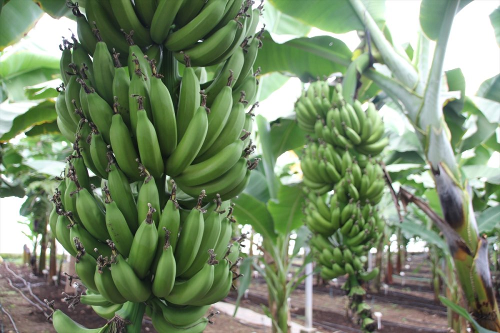 Mersin'de "Alata Azmanı" Cinsi Muzun Hasadı Yapıldı