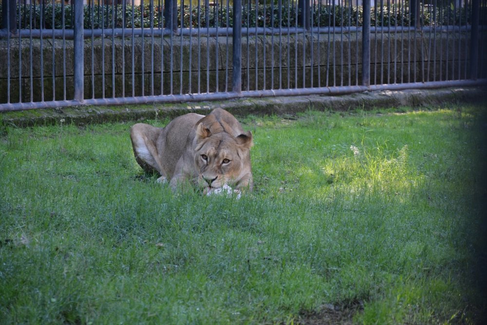 Tarsus Doğa Parkı'na İki Dişi Aslan Getirildi