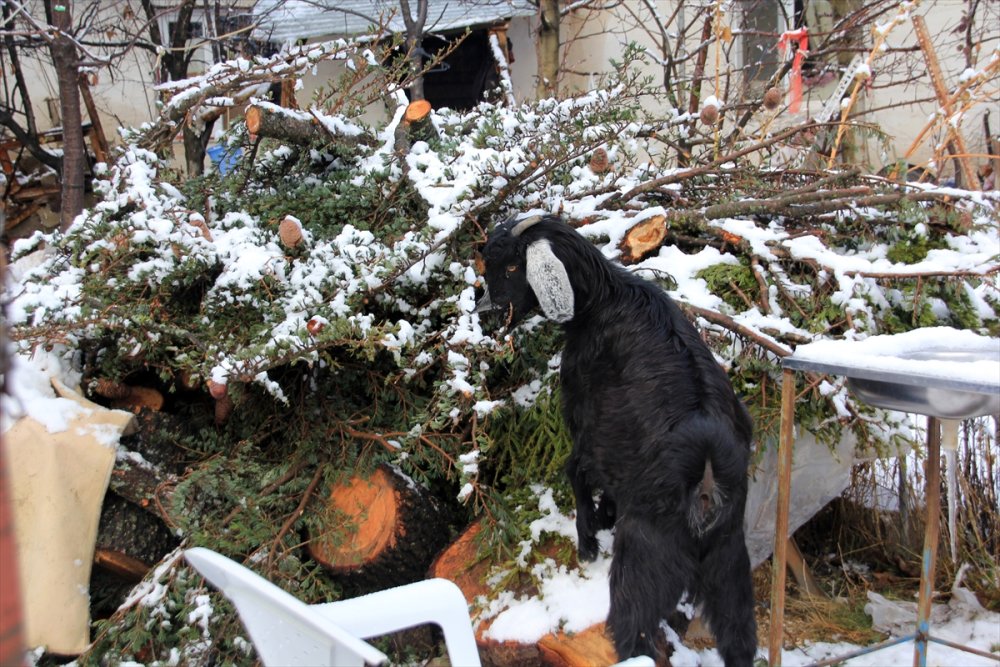 Kar Torosları Kaplayınca Göç Başladı