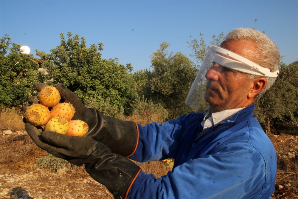 Dikenli İncire Talep Arttı