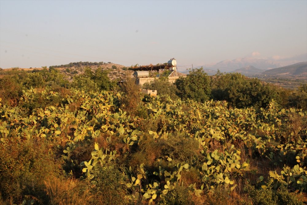 Dikenli İncire Talep Arttı