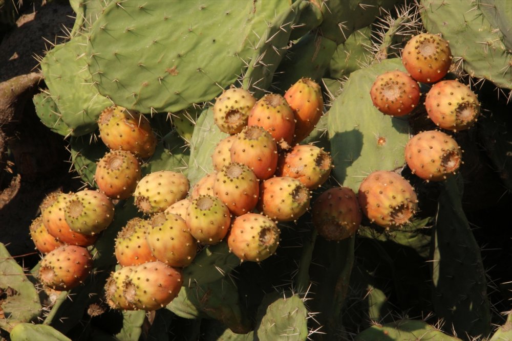 Dikenli İncire Talep Arttı